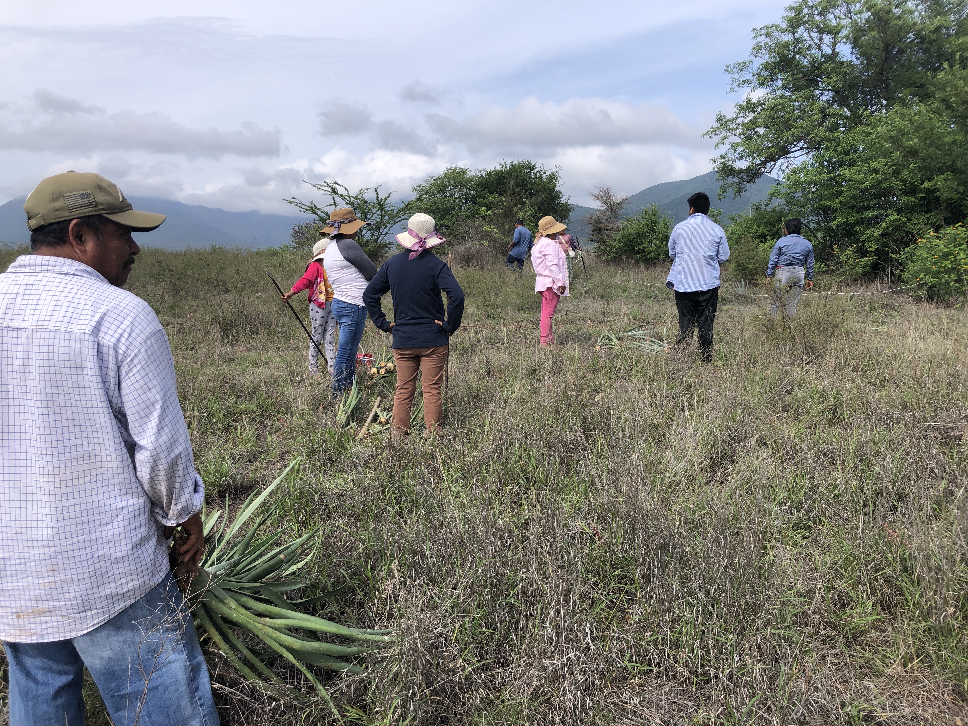 Oasis of mezcal: reforestation, water harvesting and agave cultivation in Oaxaca´s Valles Centrales