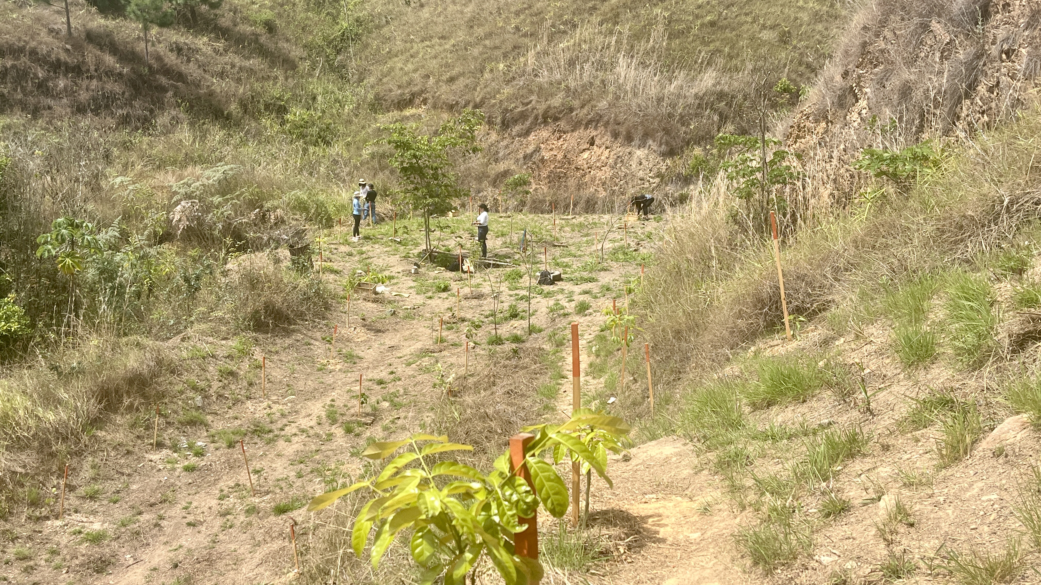 Bosque Común La Palomera