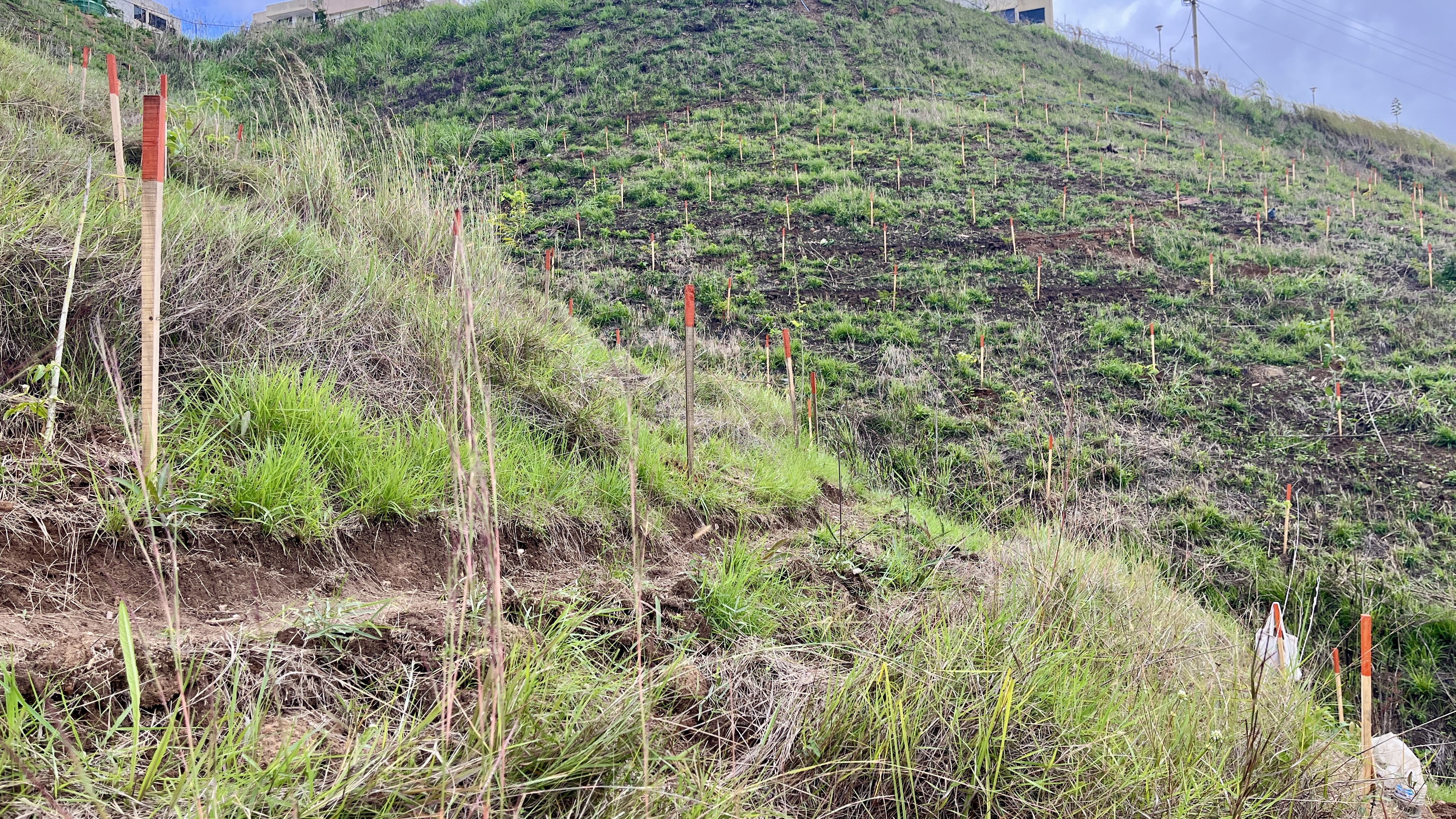 Bosque Común La Palomera