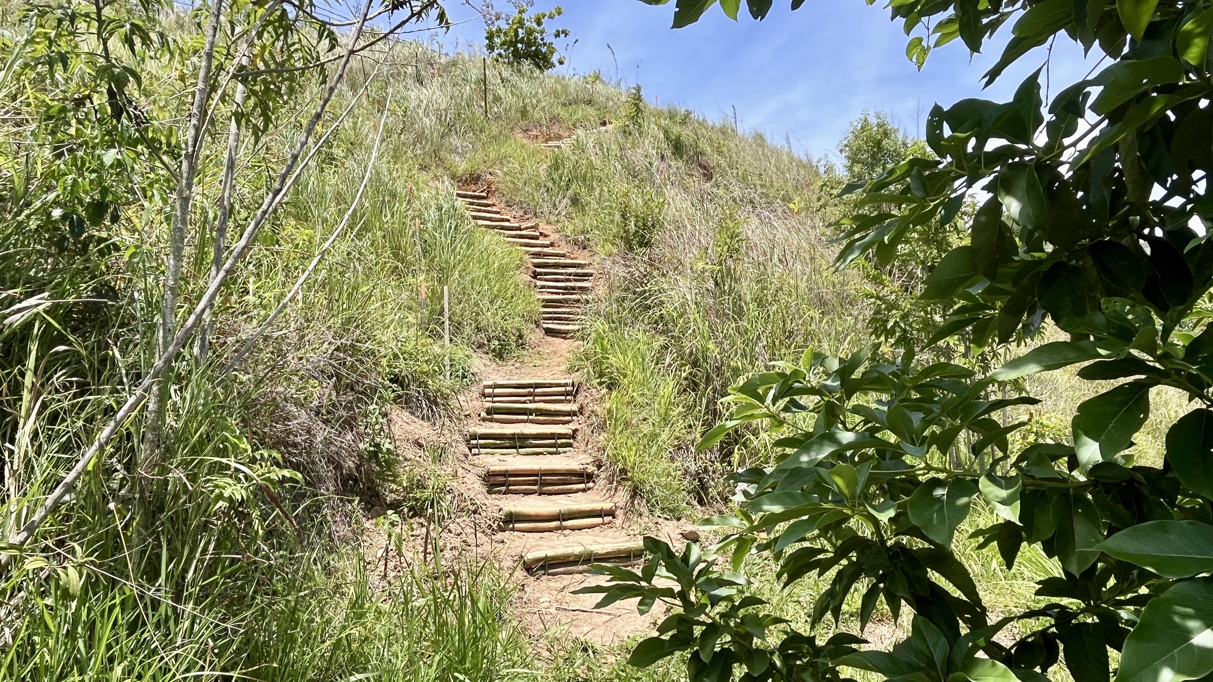 Bosque Común La Palomera