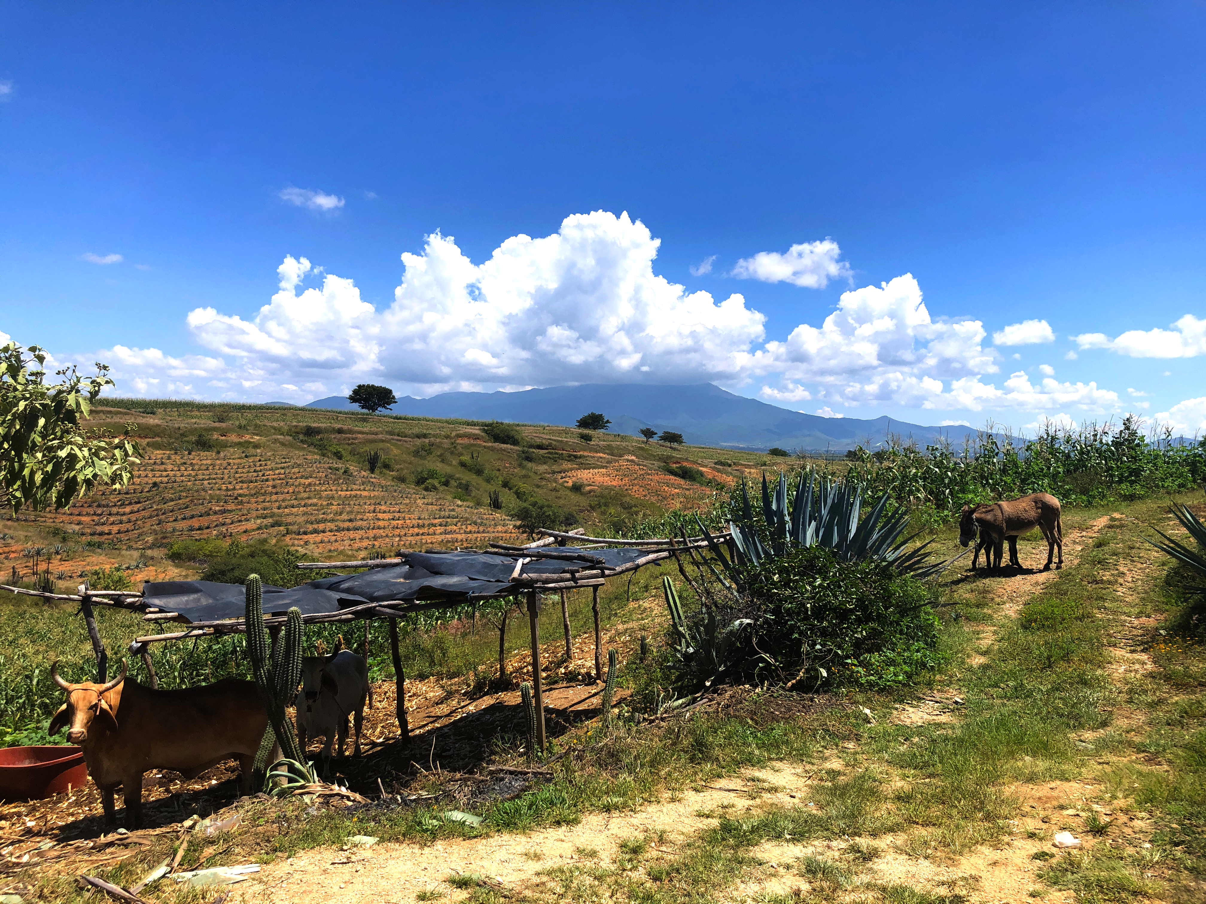 Oásis de mezcal: reforestación, captación de agua y cultivo de agave en los Valles Centrales de Oaxaca