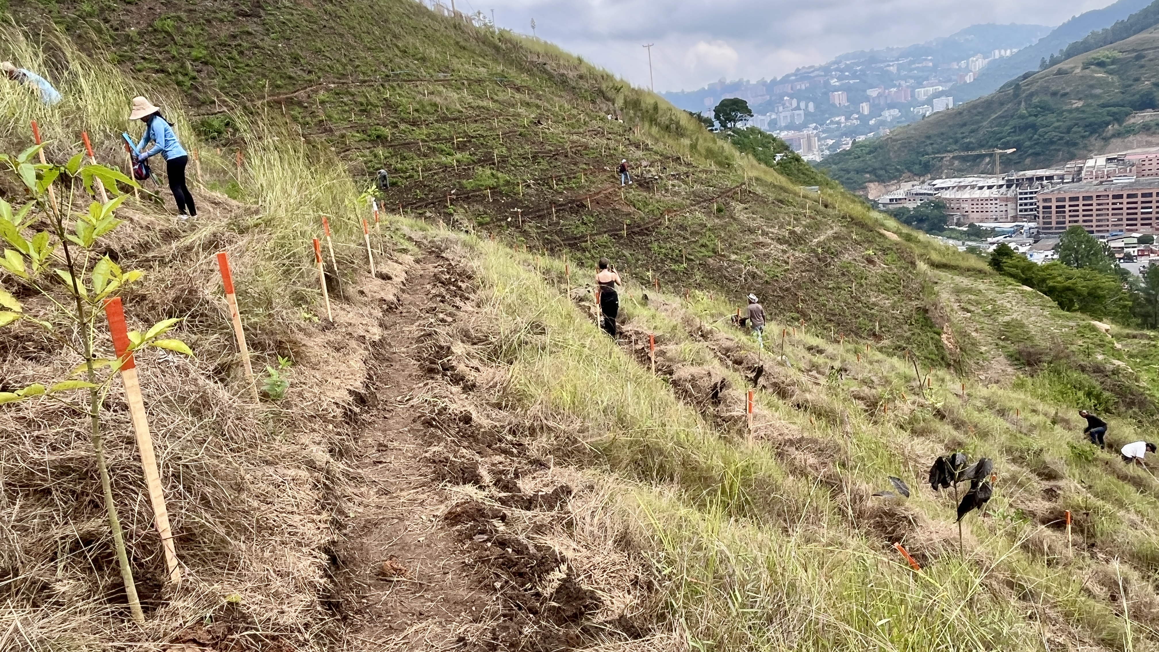 Bosque Común La Palomera
