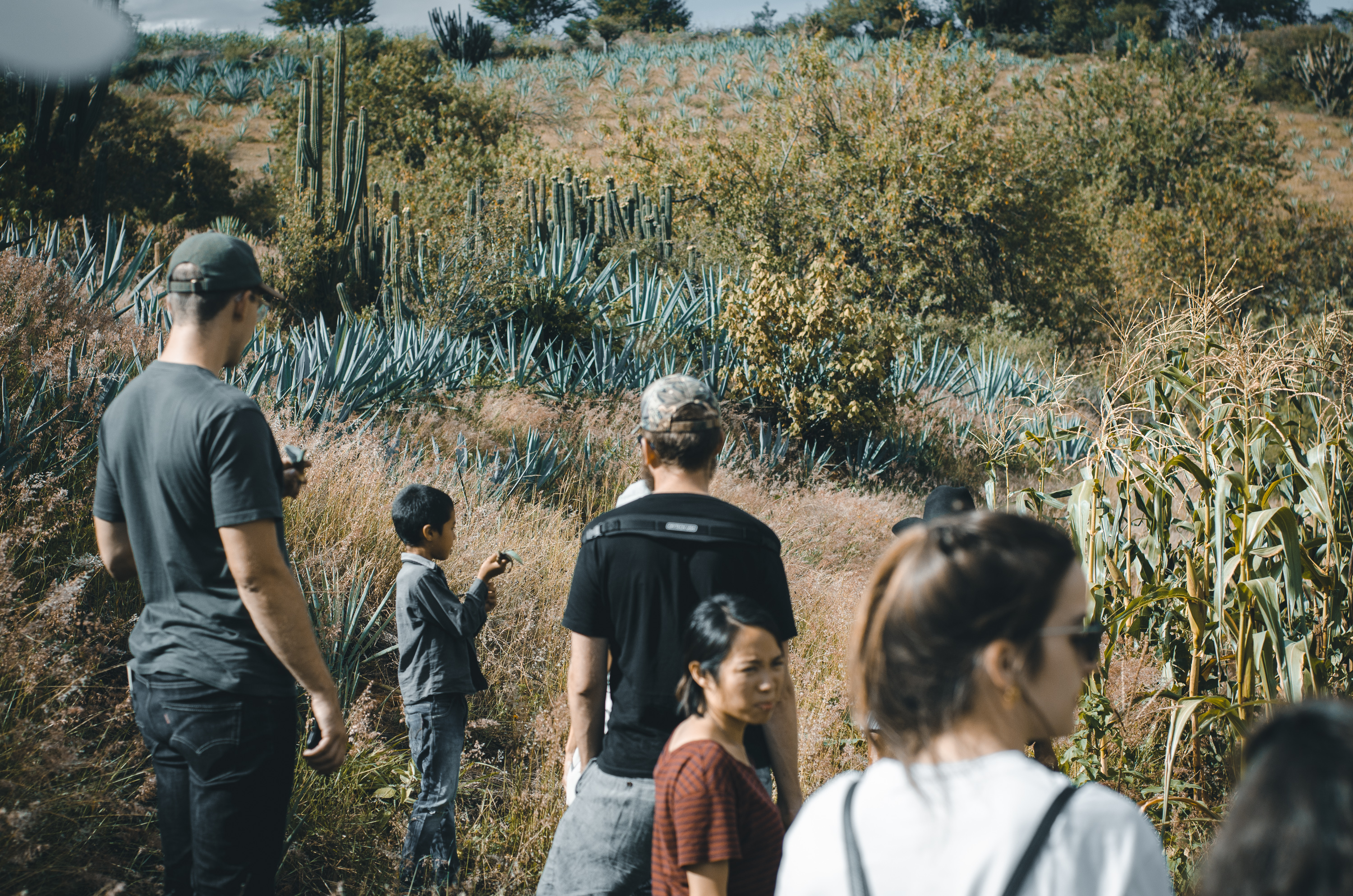 Oásis de mezcal: reforestación, captación de agua y cultivo de agave en los Valles Centrales de Oaxaca