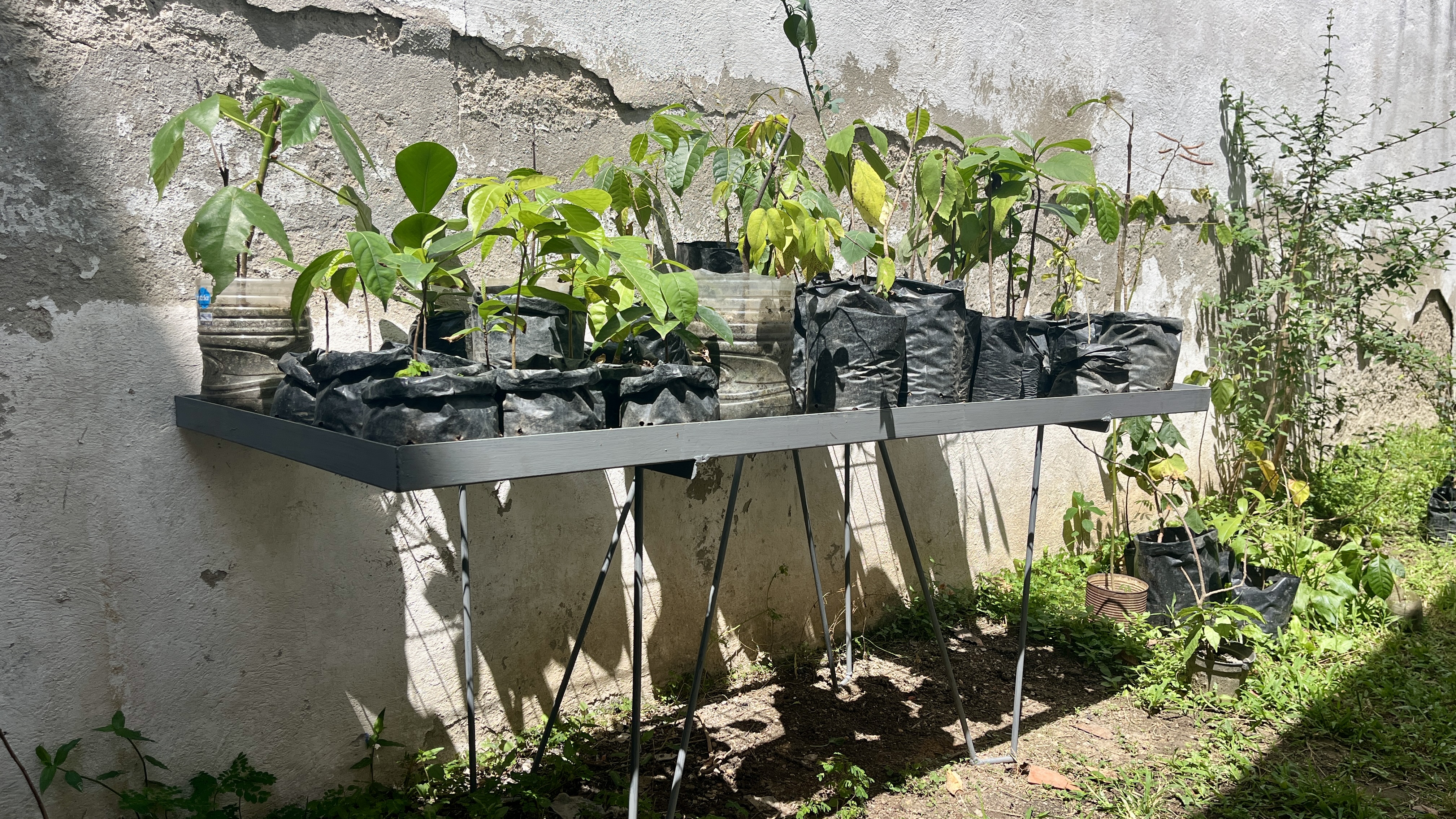 Bosque Común La Palomera