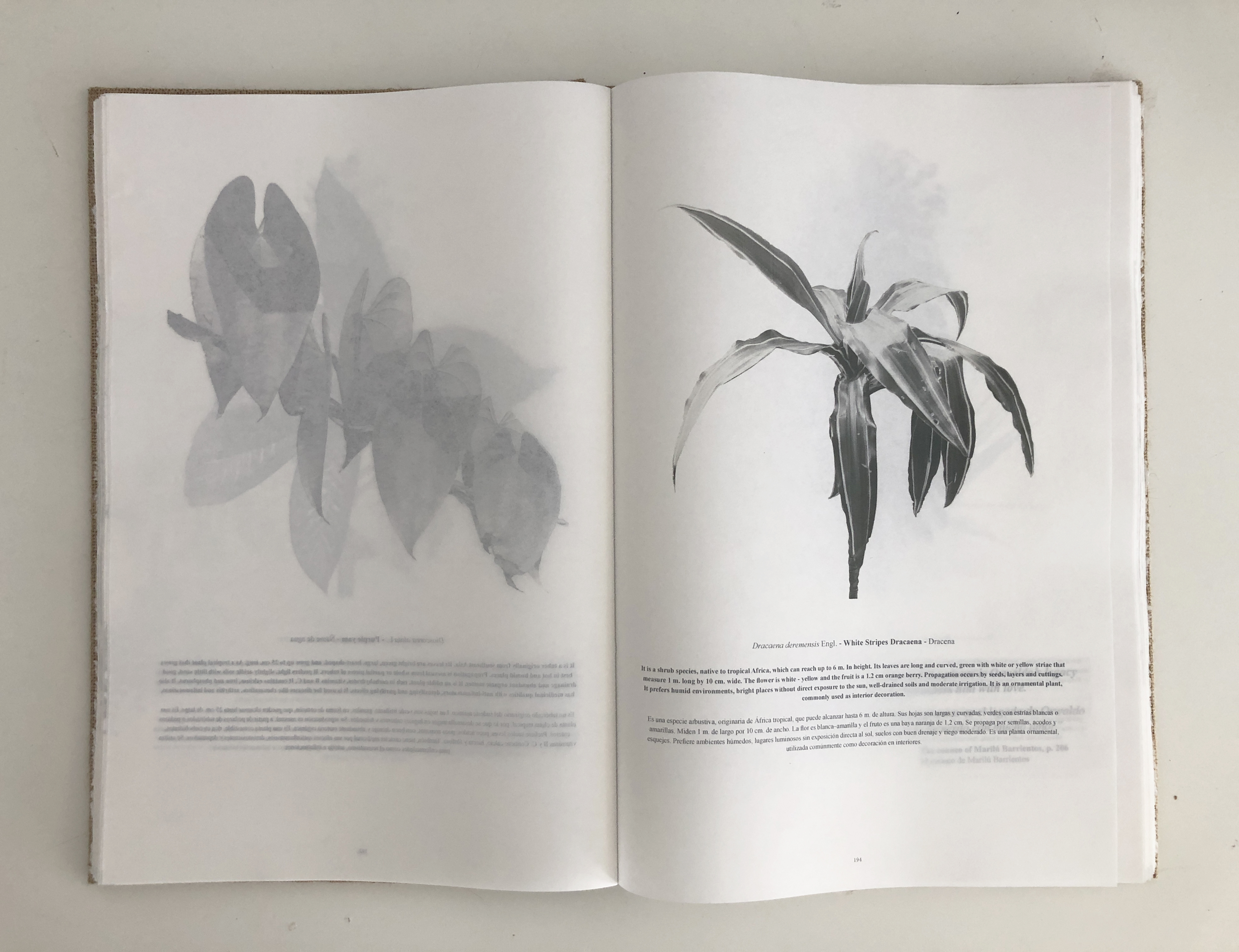 Ethnobotanical Dictionary of Plants from the Gardens of La Palomera