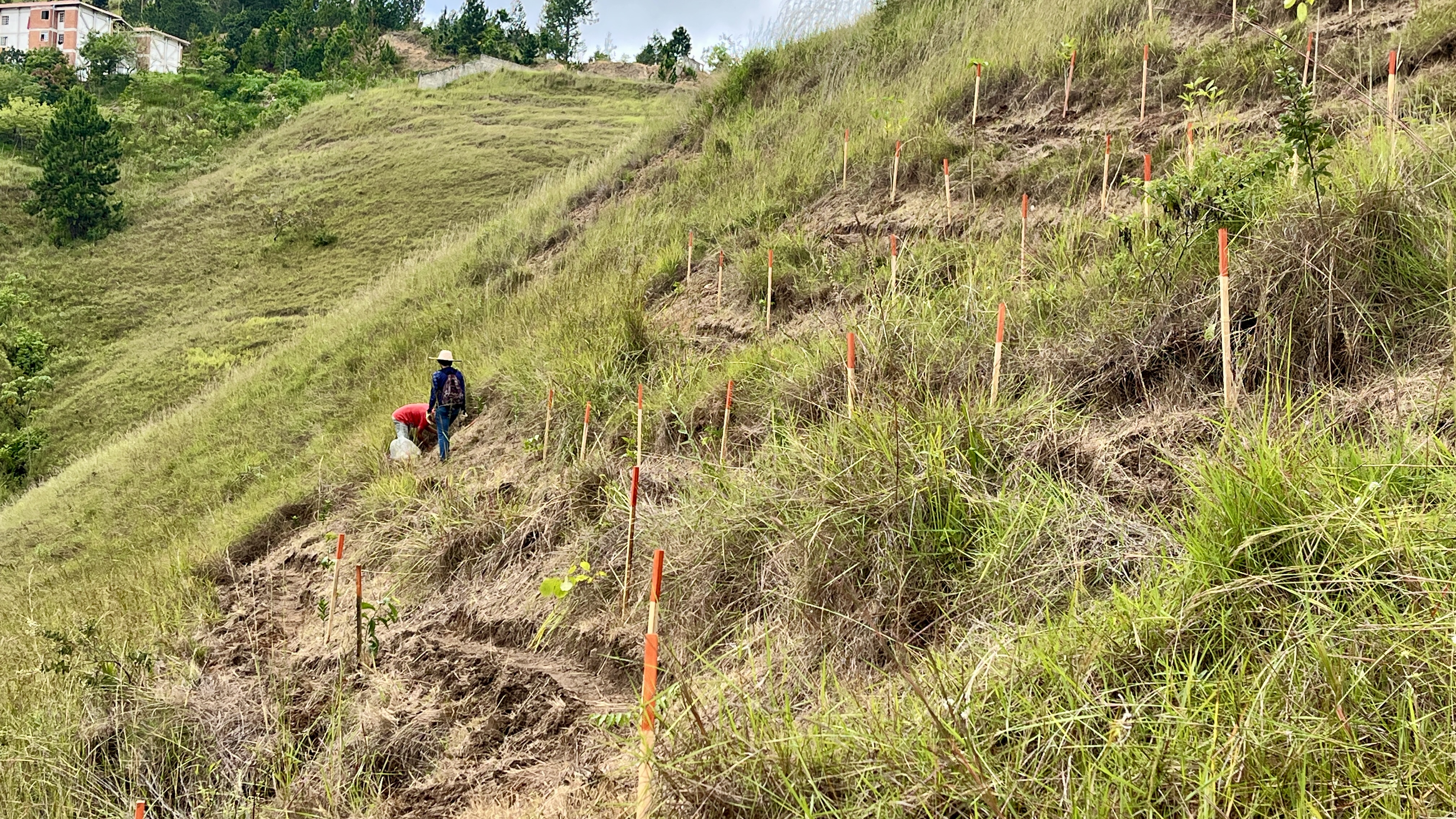 Bosque Común La Palomera
