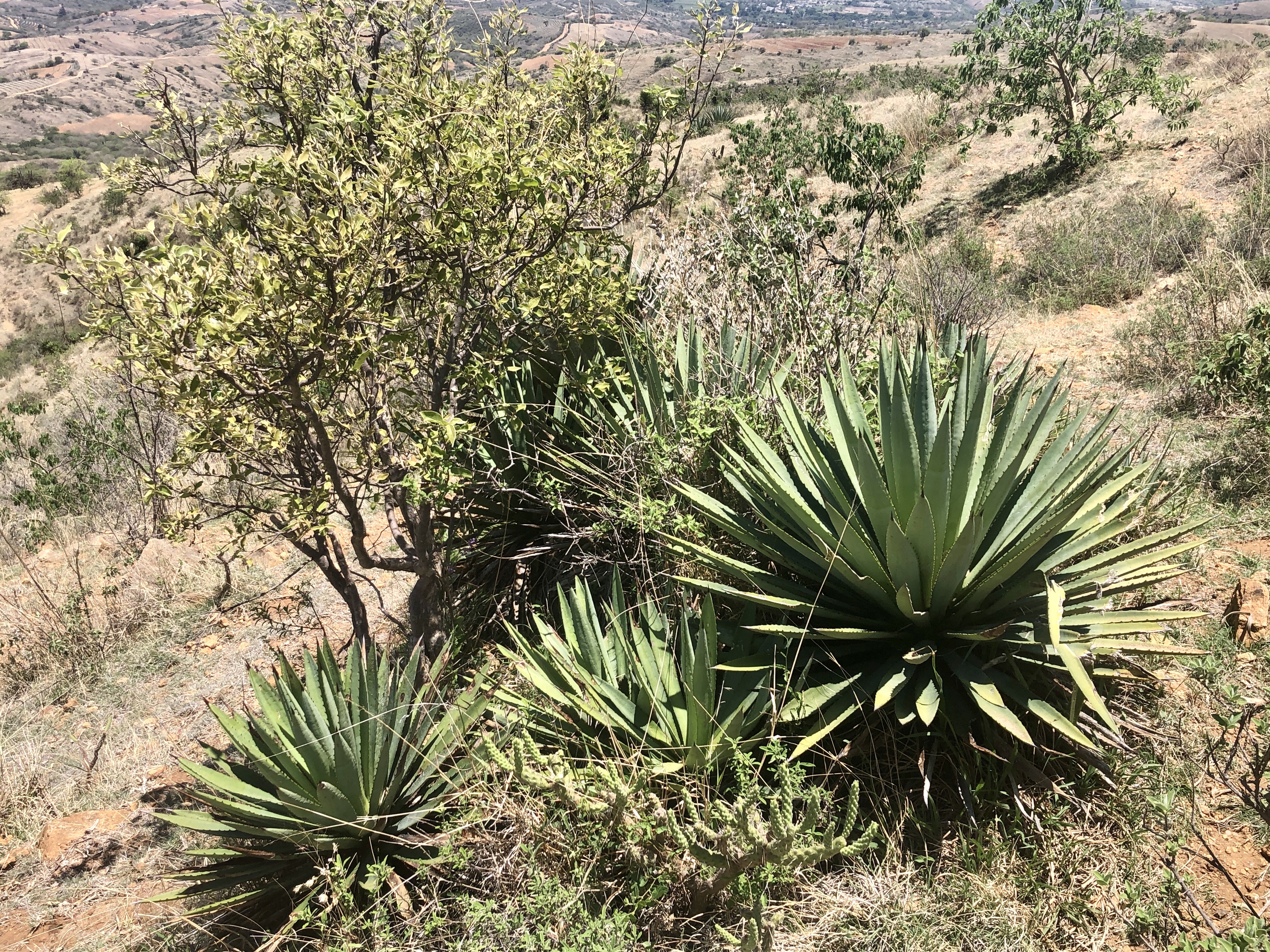 Cosecha de agua y reforestación en Agua del Espino, Oaxaca México