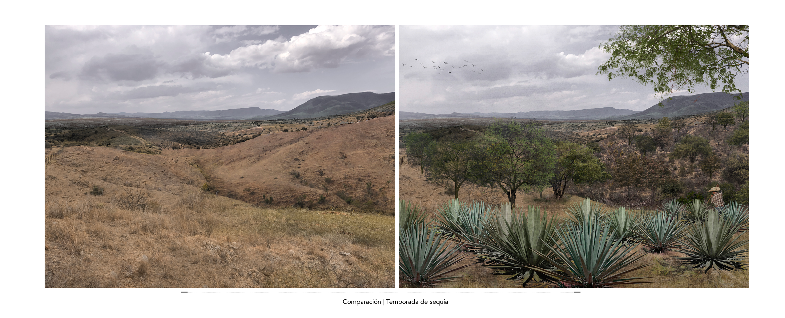 Cosecha de agua y reforestación en Oaxaca México