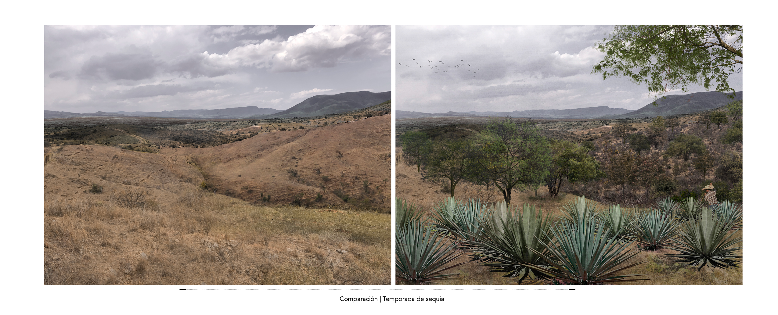 Cosecha de agua y reforestación en Agua del Espino, Oaxaca México