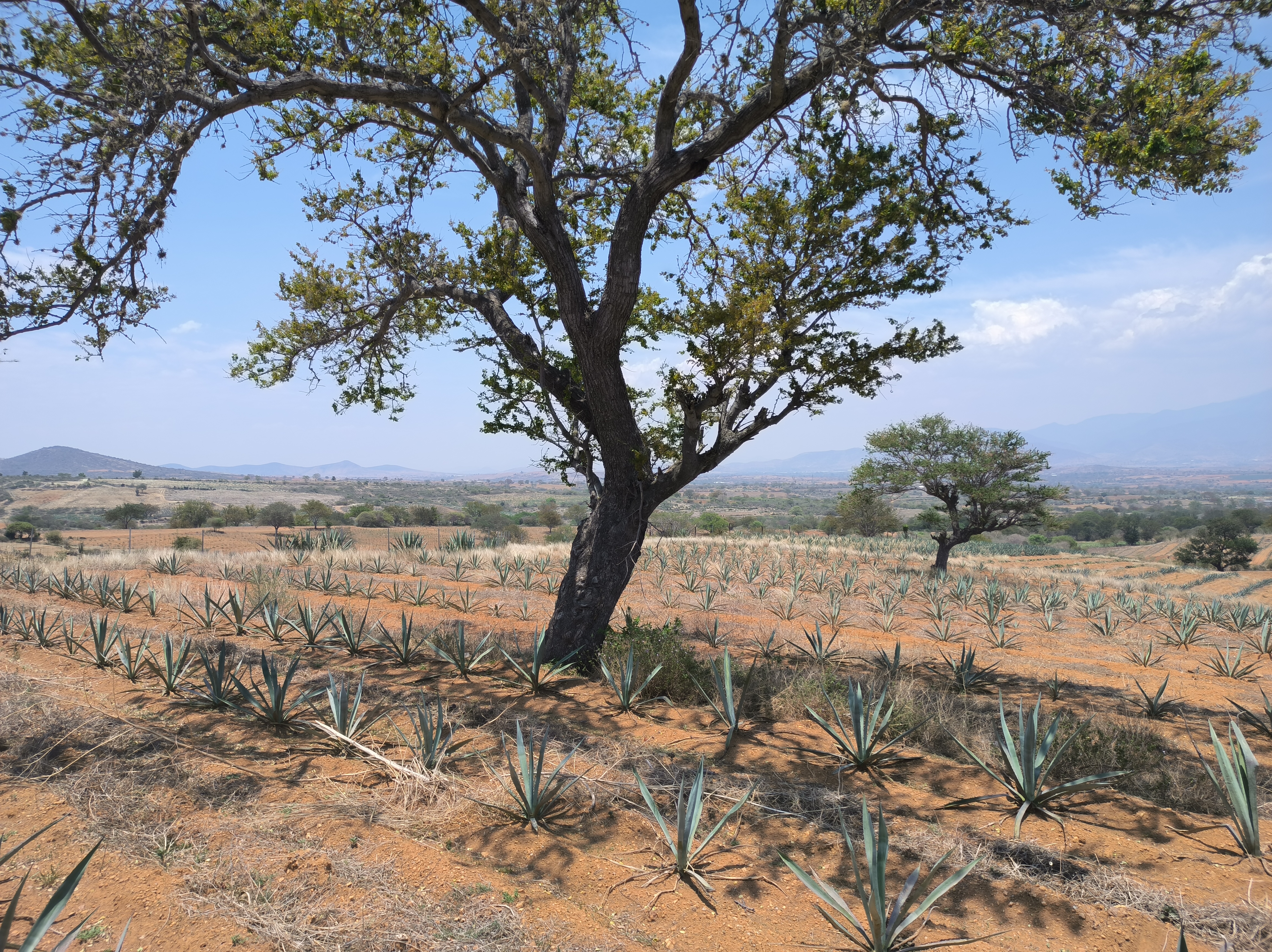 Siembra de agave incluye árboles, evitando el monocultivo