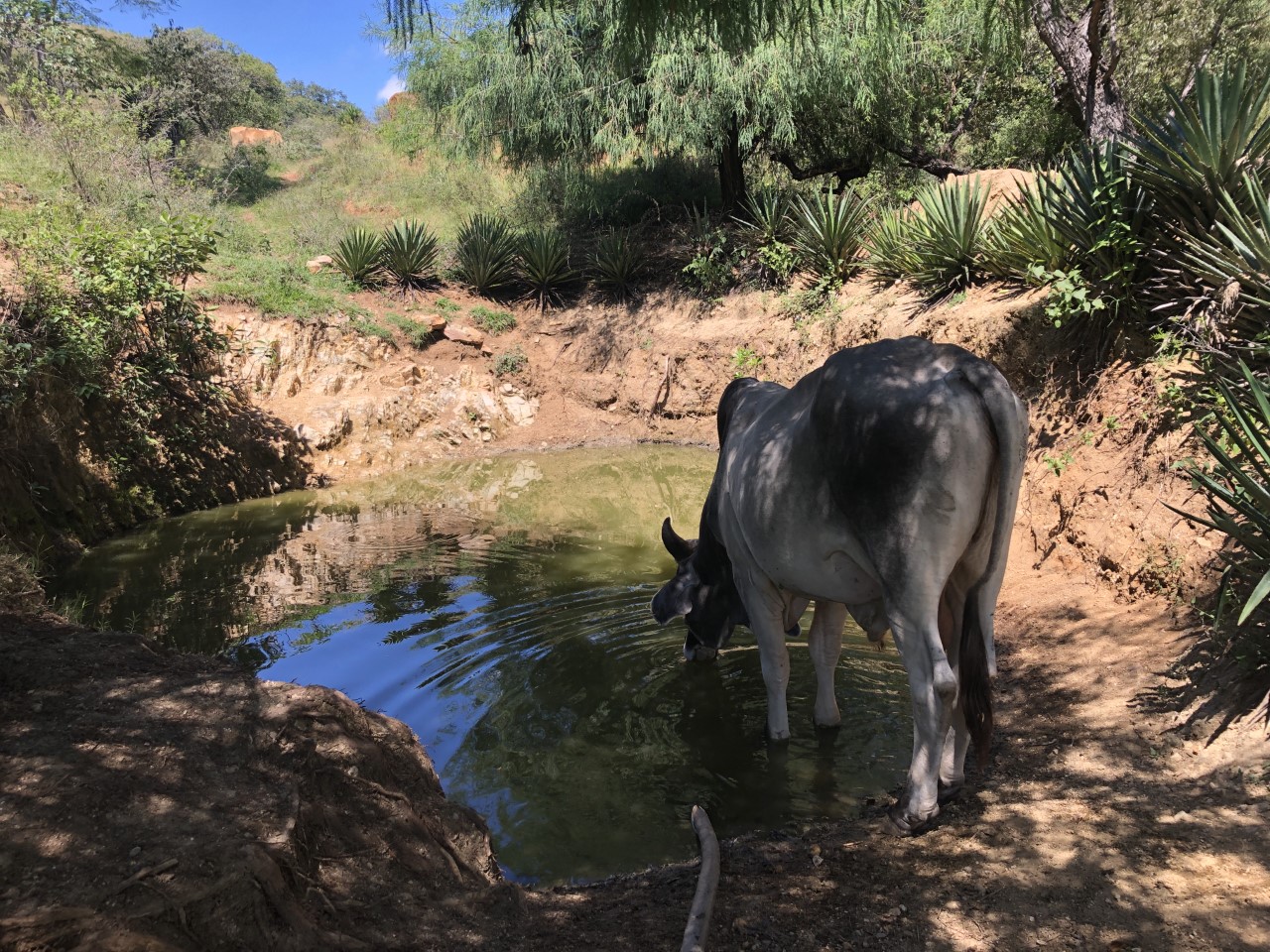 Cosecha de agua y reforestación en Agua del Espino, Oaxaca México