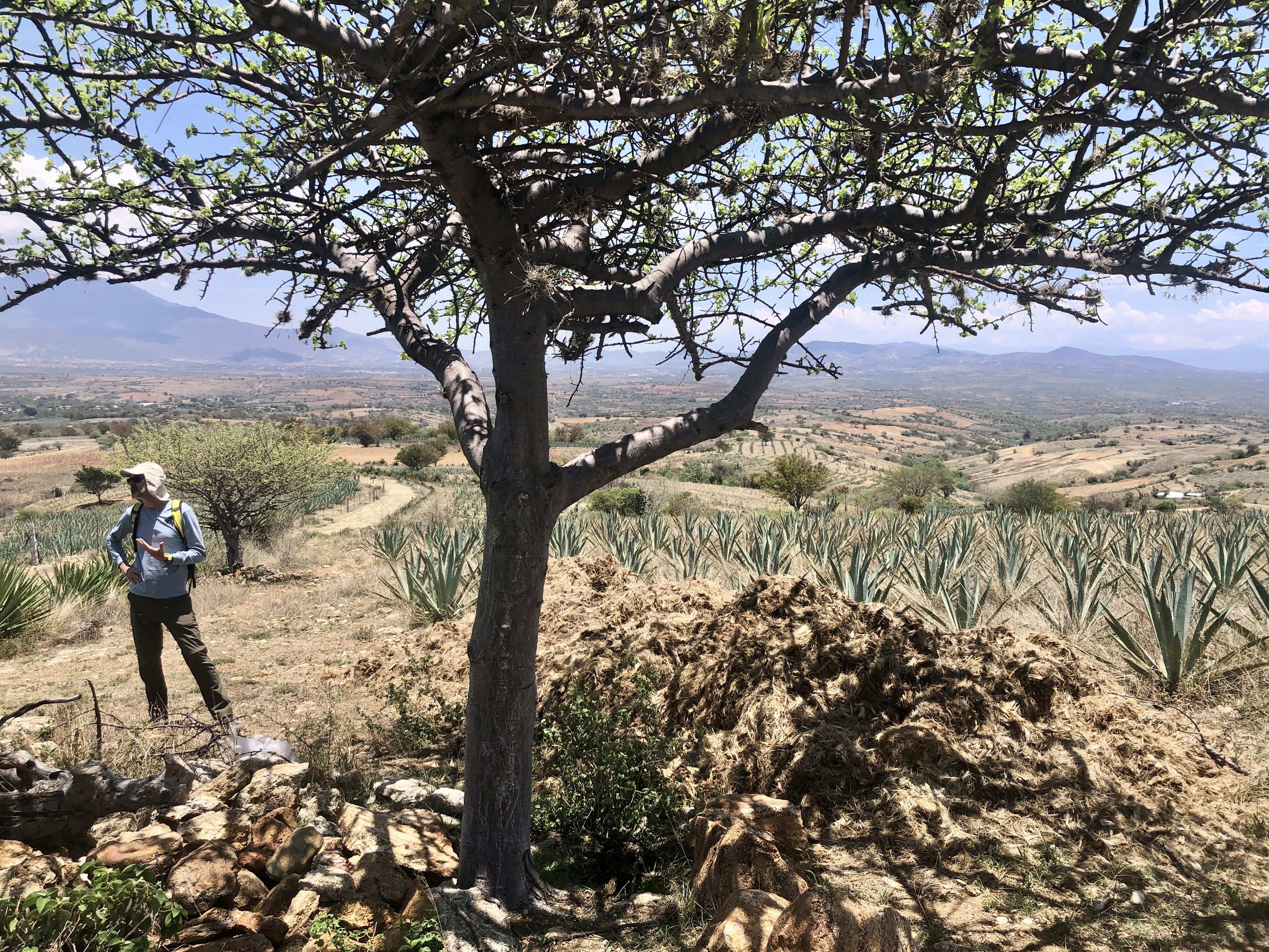 Cosecha de agua y reforestación en Agua del Espino, Oaxaca México